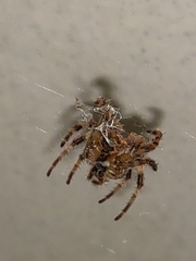 Araneidae