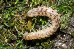 Pseudoprionopeltis