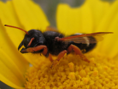 Megachile euzona