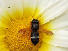 Megachile euzona