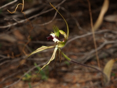 Caladenia tensa