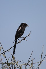 Lanius melanoleucus