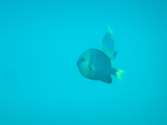 Dascyllus flavicaudus