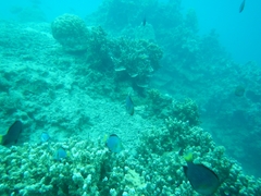 Dascyllus flavicaudus