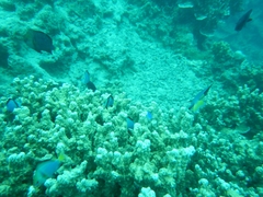 Dascyllus flavicaudus