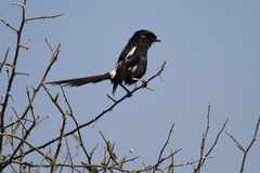 Lanius melanoleucus