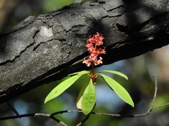 Byrsonima crassifolia