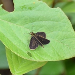 Callimormus juventus