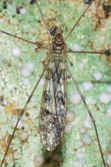 Austrolimnophila argus