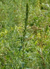Oenothera rubricaulis
