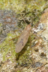 Amphineurus insulsus