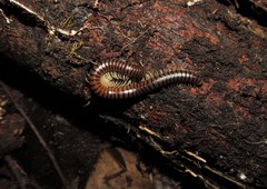 Orthoporus fraternus