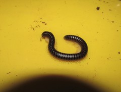 Orthoporus fraternus