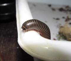 Rhinocricidae