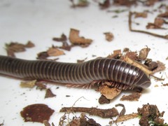 Rhinocricidae