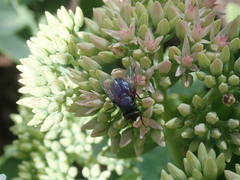 Protophormia terraenovae