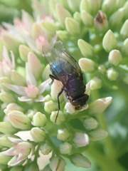 Protophormia terraenovae