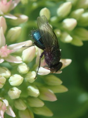 Protophormia terraenovae