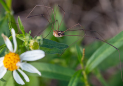 Leiobunum bimaculatum