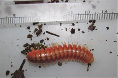 Rhysodesmus zapotecus