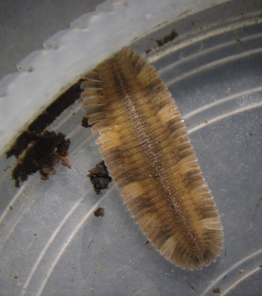 Platydesmidae