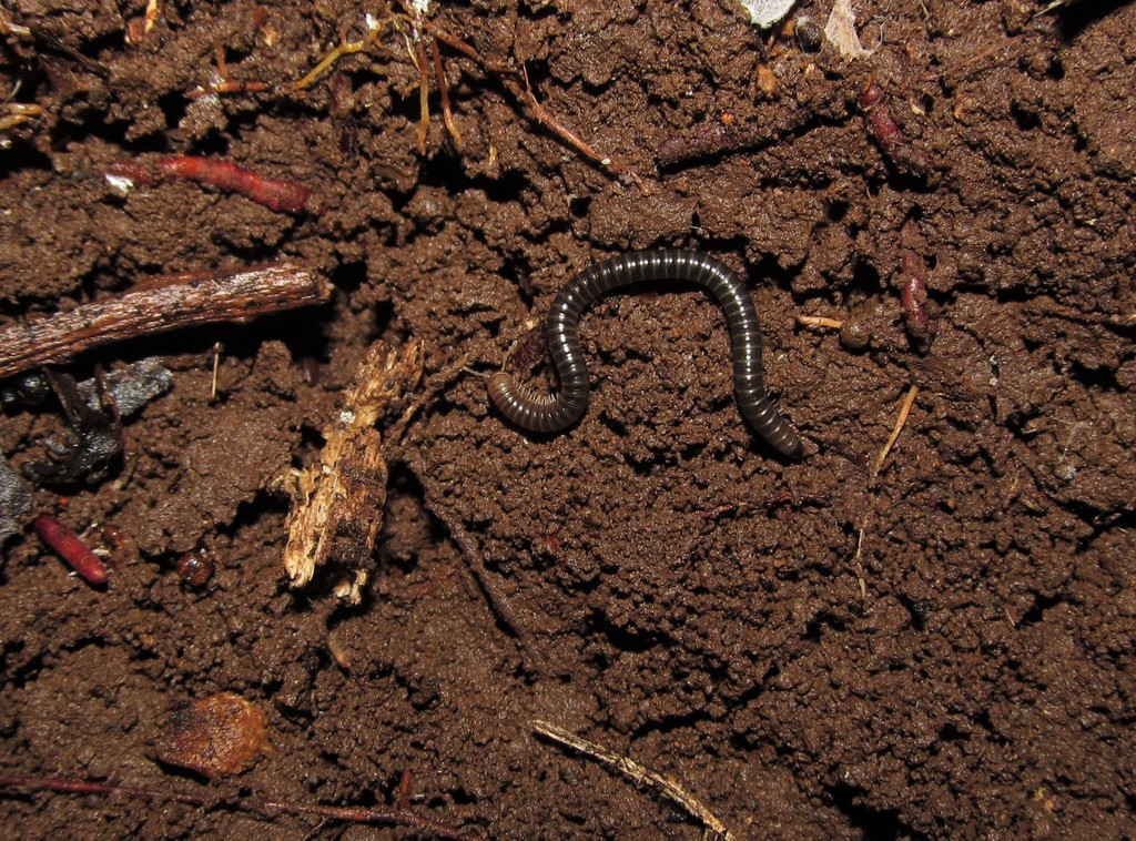 Typhlobolellidae