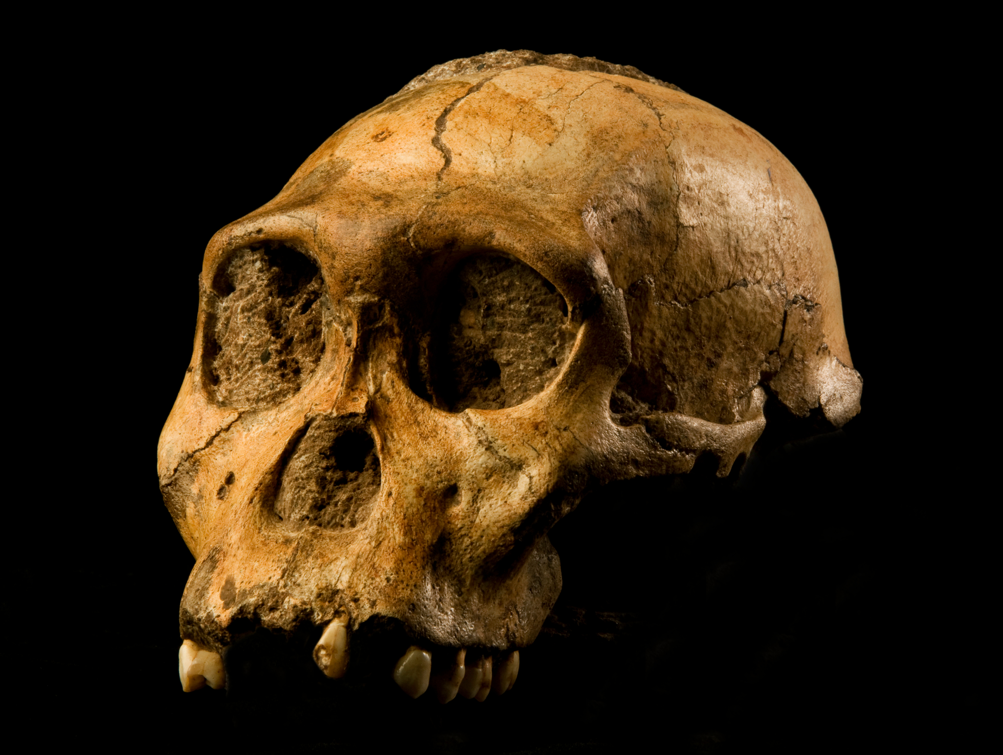 Australopithecus africanus · iNaturalist