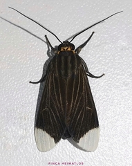 Episcepsis capyscoides