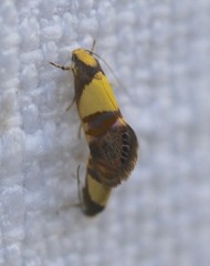 Eupselia callidyas