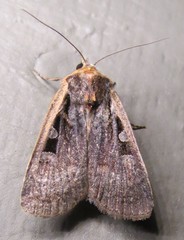 Parabagrotis exsertistigma