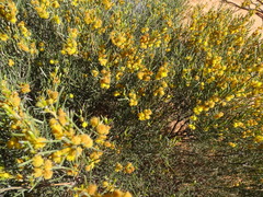 Acacia rigens