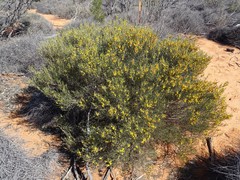 Acacia rigens