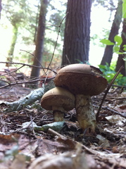 Retiboletus vinaceipes