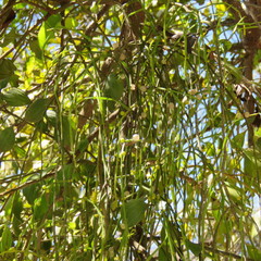 Viscum articulatum