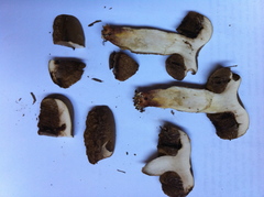 Retiboletus vinaceipes