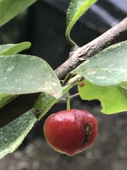 Malpighia mexicana