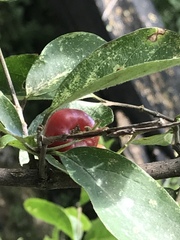 Malpighia mexicana