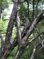 Malpighia mexicana