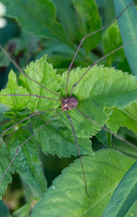 Leiobunum bimaculatum