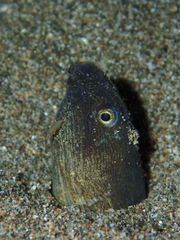 Ophichthidae