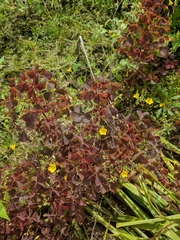 Oxalis stricta rufa