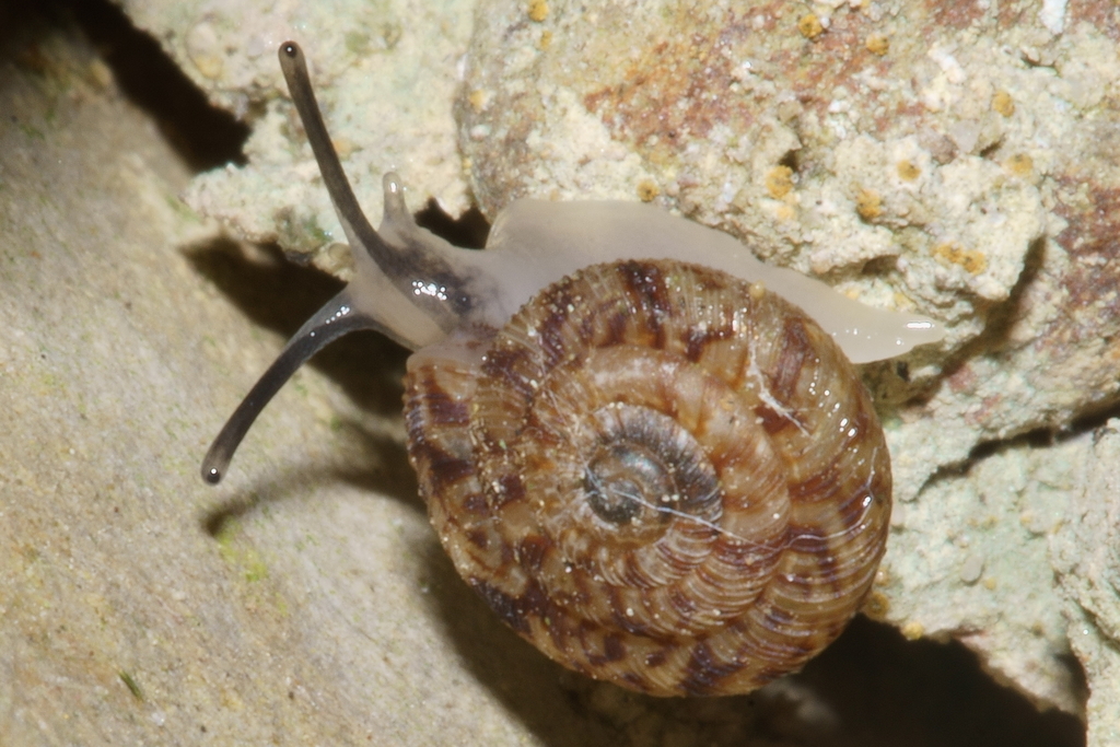 Chaureopa rustica