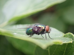 Lucilia illustris