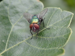Lucilia illustris
