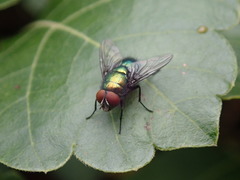 Lucilia illustris