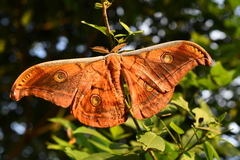 Antheraea