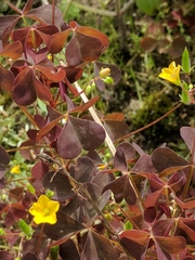 Oxalis stricta rufa