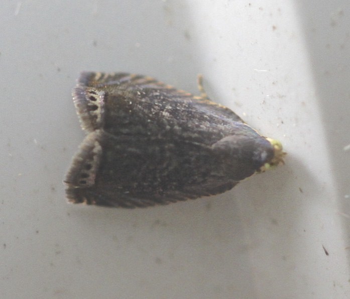 Grapholita conficitana