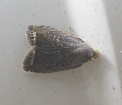 Grapholita conficitana