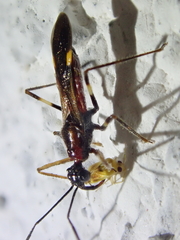 Graptocleptes